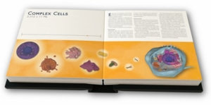 Illustration: Complex Cells
